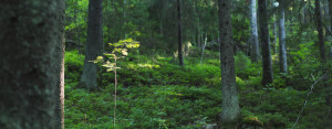 Exture - Finnish Nature